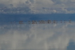 salar-flamencos-2-1-scaled